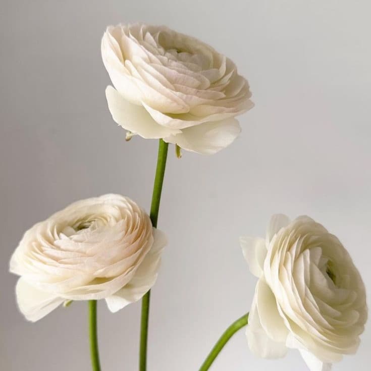 Ranunculus